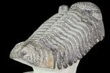 Drotops Trilobite With White Patina - Killer Specimen #76404-6